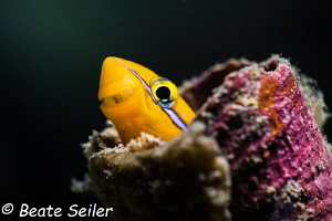 Blenny lookout by Beate Seiler 